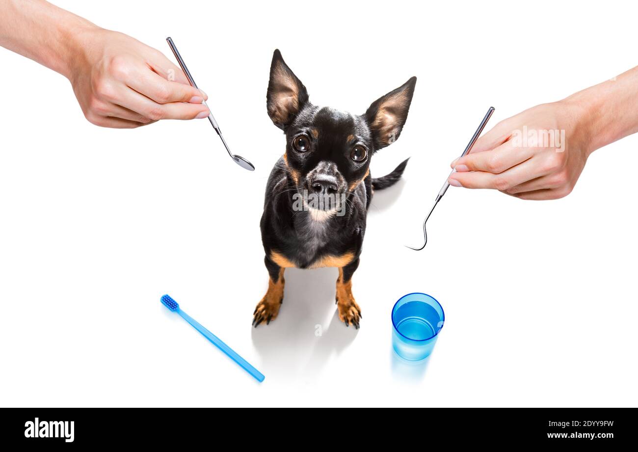 chien de prague tenant une brosse à dents avec la bouche chez le dentiste, isolé sur fond blanc Banque D'Images