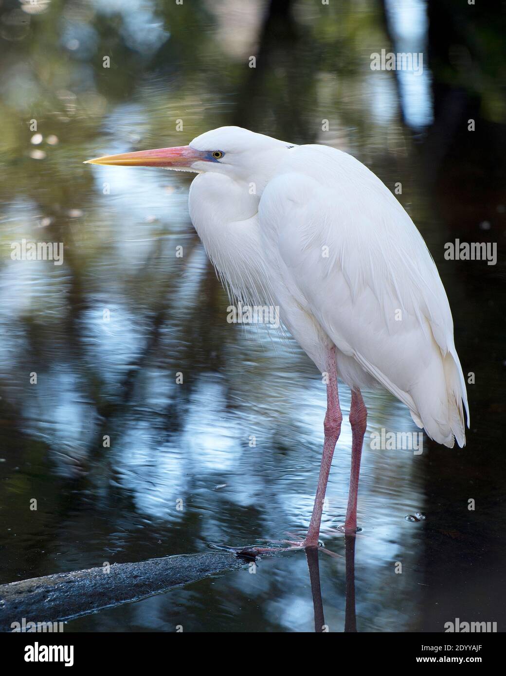 Grand Heron blanc gros plan vue profil debout sur le journal affichant de belles plumes blanches moelleuses plumage par l'eau avec un arrière-plan. Super Heron Banque D'Images