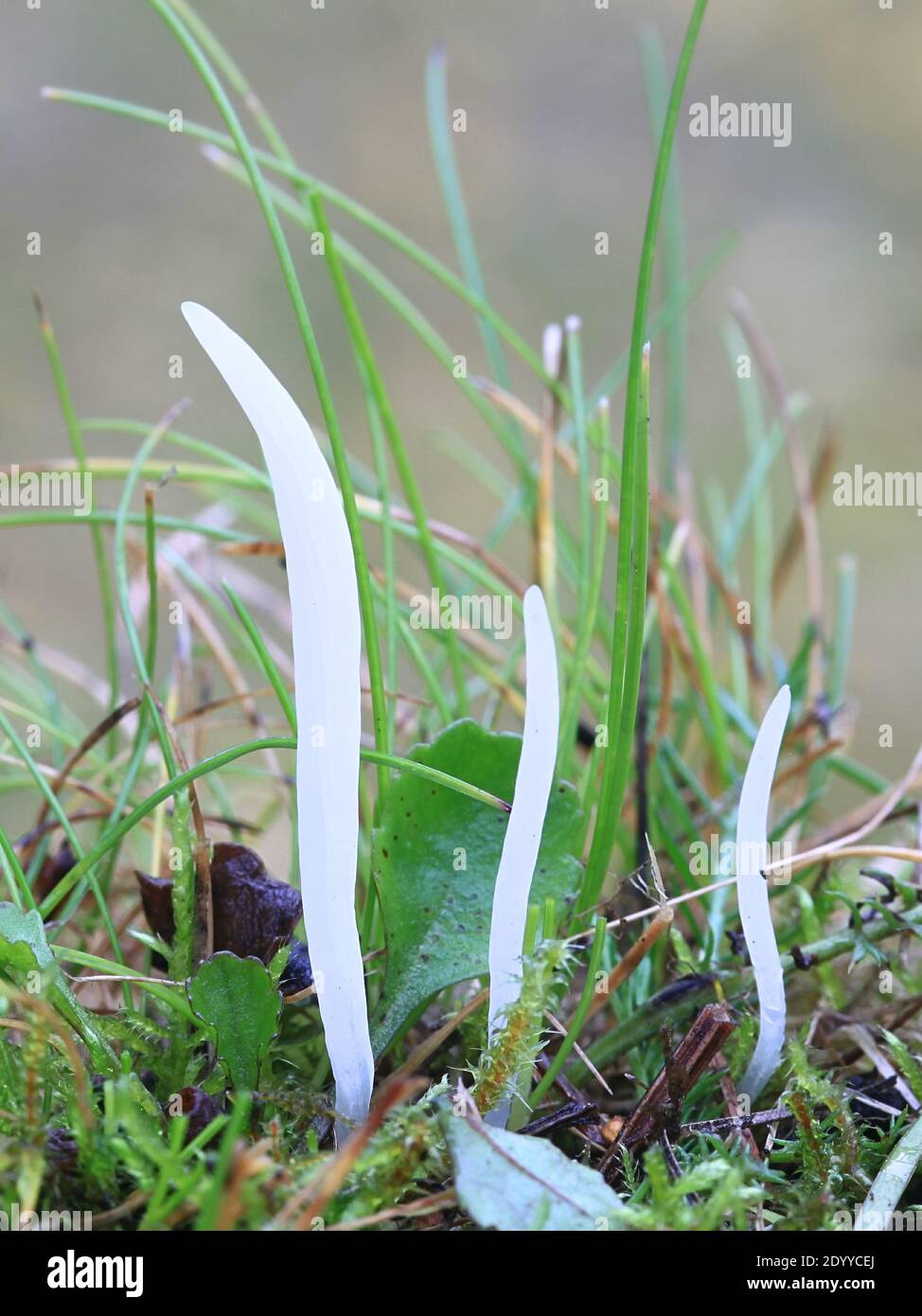 Clavaria falcata, un champignon clavarioïde de Finlande sans nom anglais commun Banque D'Images