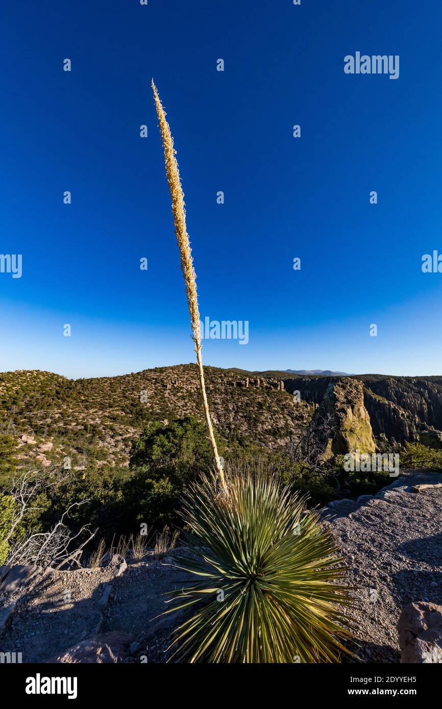 Sotol, Dasylirion wheeleri, avec tige de fructification le long du sentier de la nature de Massai point, au monument national de Chiricahua, Arizona, États-Unis Banque D'Images