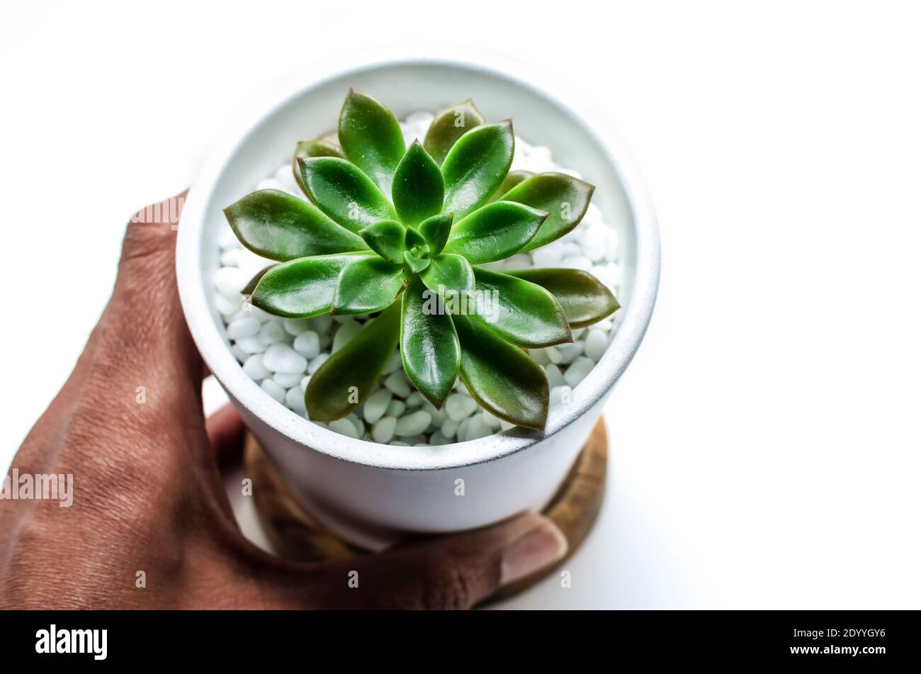 Plante succulente en pot appelée Echeveria avec des cailloux blancs dans la main d'une femme noire. Banque D'Images