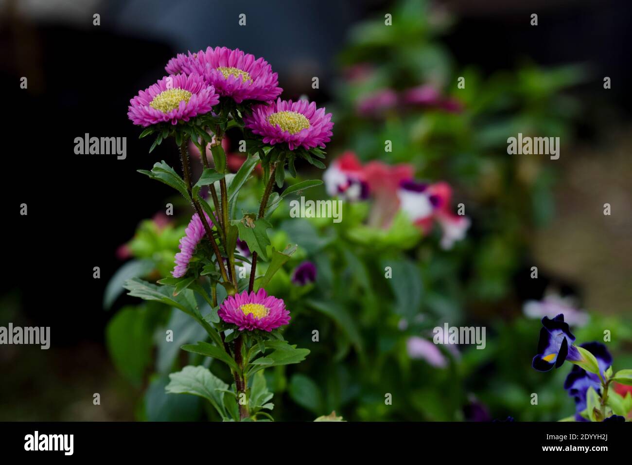 Indice violet fleurs de chrysanthème avec du jaune au milieu. Couleur vive avec fond vert du parc de jardin pelouse de la région de la pépinière Banque D'Images