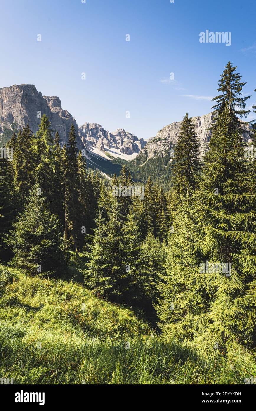 Vue à travers la forêt de montagne alpine dans la vallée de Zwischenkofel dans le groupe Puez-Odle des Dolomites, Campiltal, Tyrol du Sud, Italie Banque D'Images