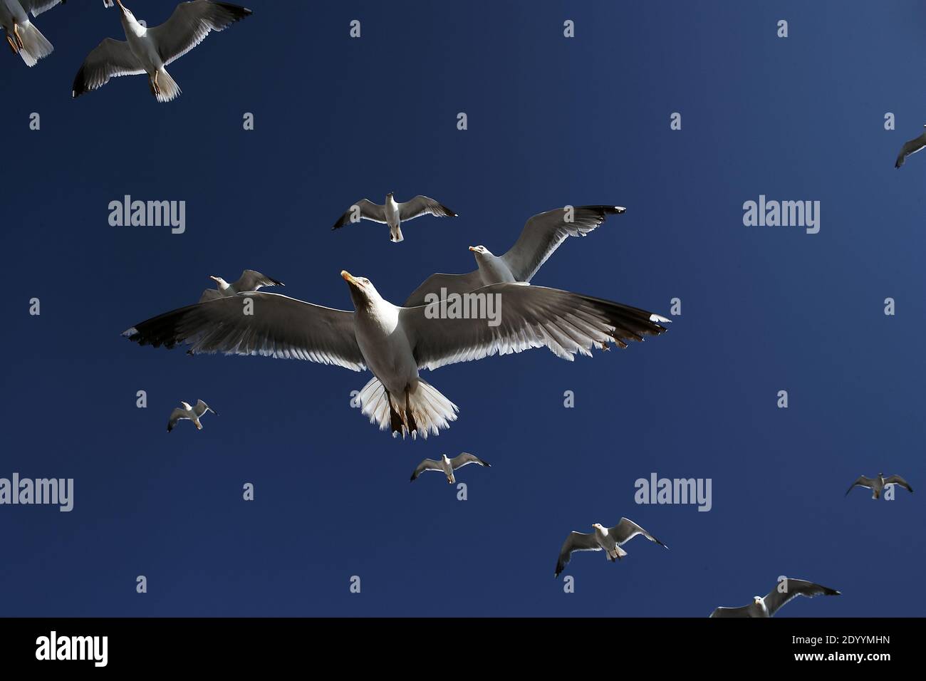 MAROC / Essaouira/Segulls volant Essaouira la « ville du vent ». Banque D'Images