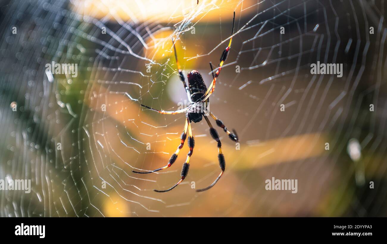 Gros plan d'une araignée assise dans son araignée web Banque D'Images