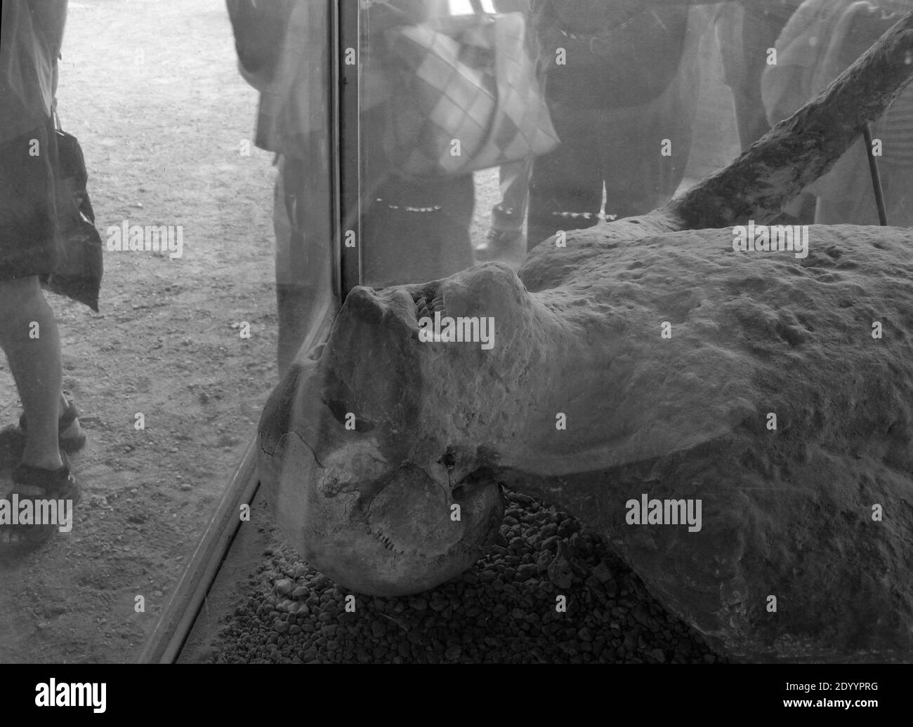 Gros plan noir et blanc d'un visage contorsionné agonie sur une victime conservée dans les ruines et les fouilles De Pompéi à Naples en Italie Banque D'Images