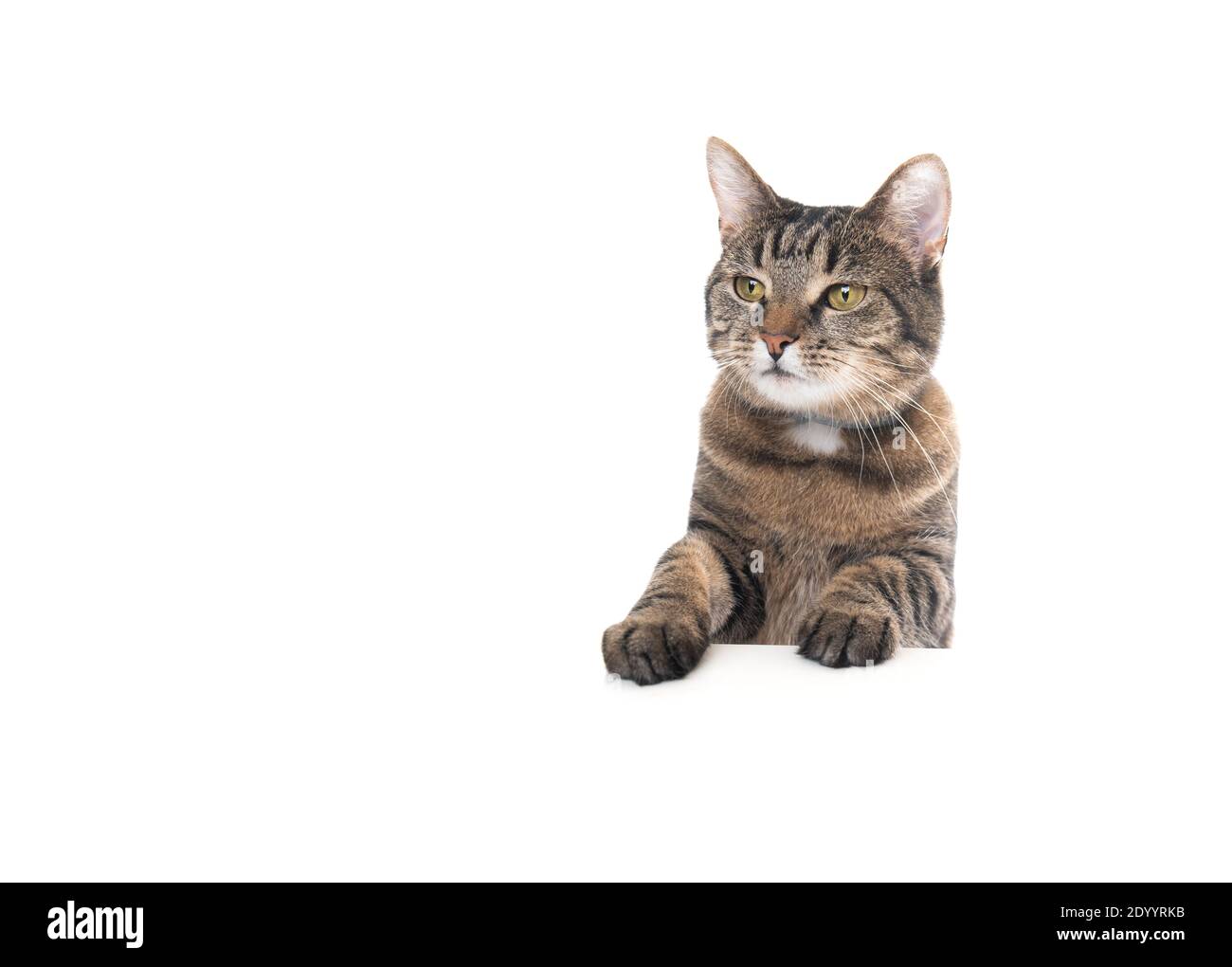 Photo studio d'un chat de shorthair domestique tabby isolé sur fond blanc bannière avec espace de copie mettant des pattes sur la table regardant devant Banque D'Images