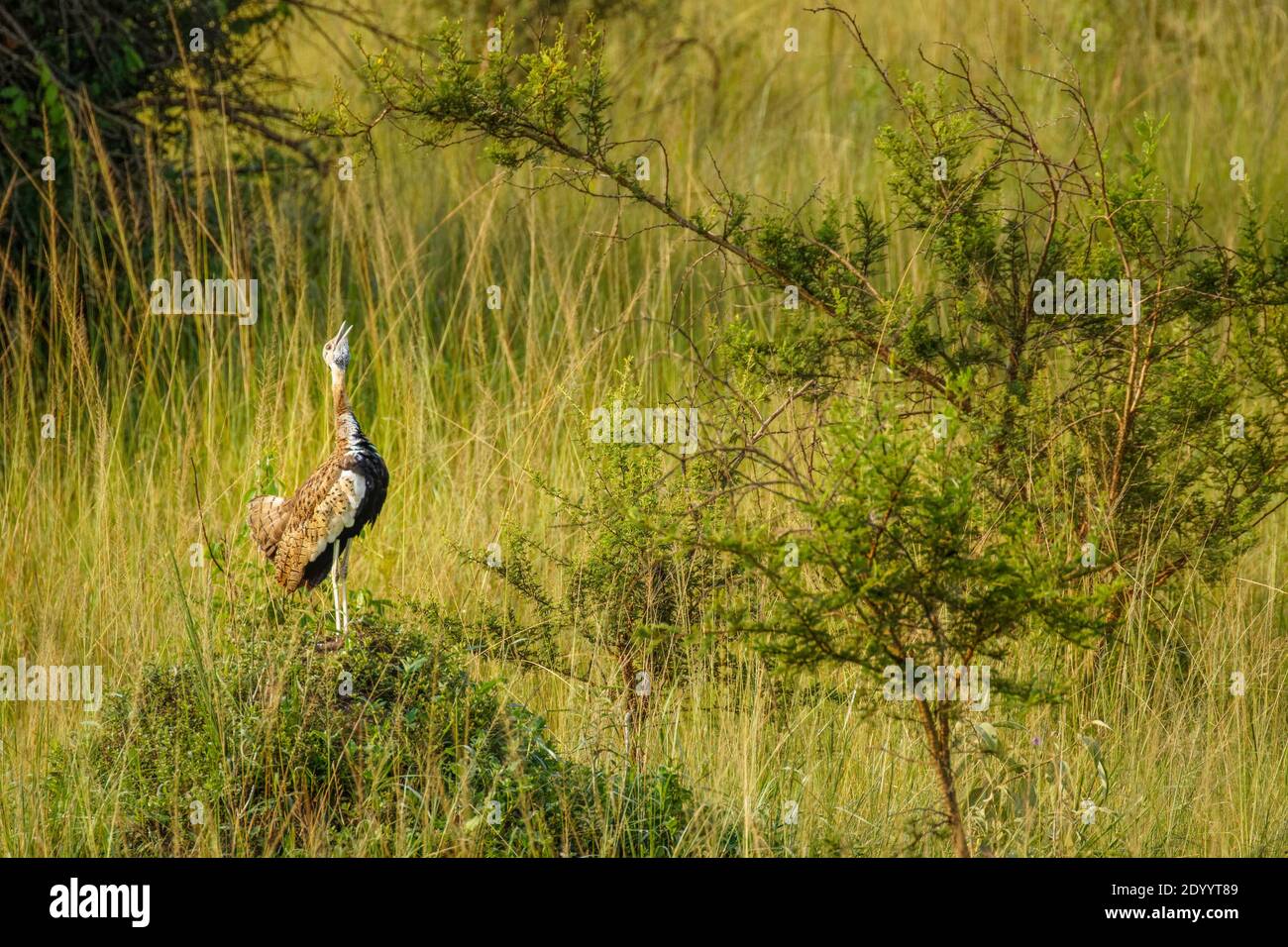 L'outarde à ventre noir (Lissotis melanogaster) est un oiseau africain vivant au sol dans la famille des outarde, parc national du lac Mburo, Ouganda. Banque D'Images