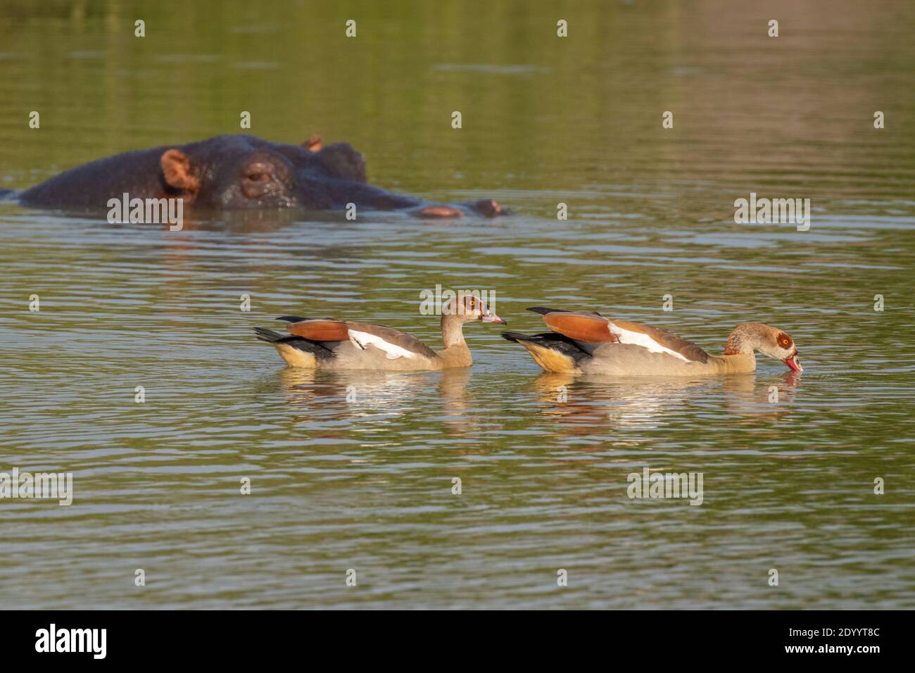 Egyptien nile Oies (Alopochen aegyptiaca), parc national du lac Mburo, Ouganda. Banque D'Images