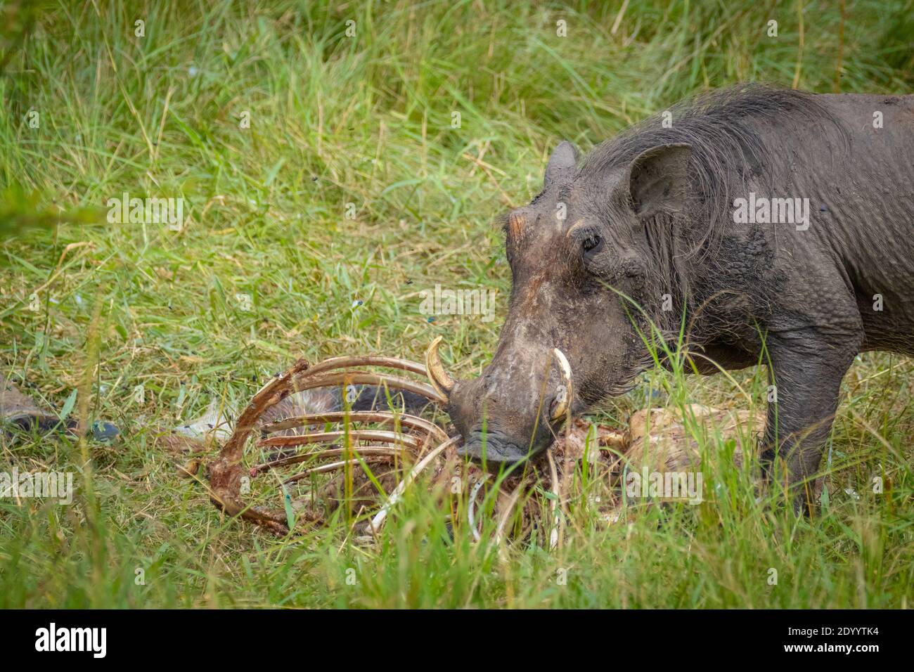 Un warthog (Phacochoerus africanus) qui se déchoie sur une carcasse , parc national du lac Mburo, Ouganda. Banque D'Images