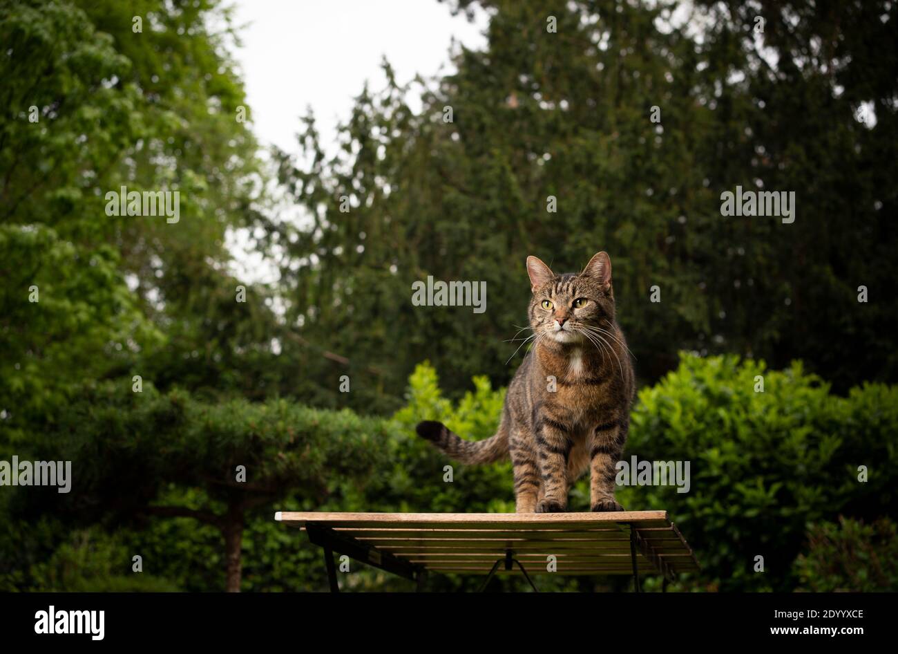 tabby shorthair chat assis sur une table en bois dans le jardin Banque D'Images