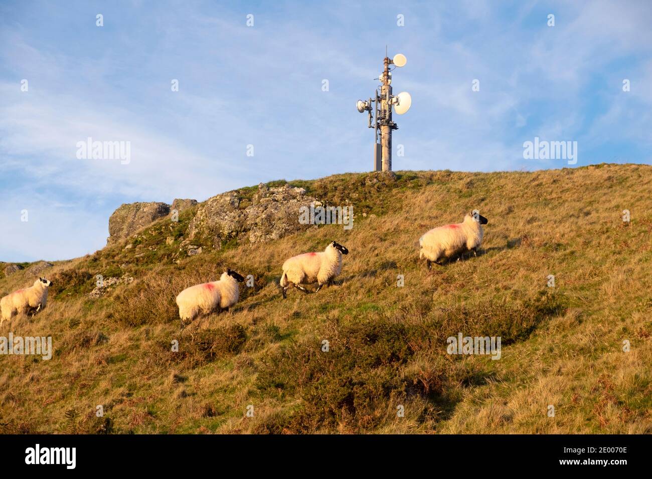 Moutons gallois sur une colline et petite tour de télécommunication sur une colline En paysage en hiver décembre 2020 à Carmarthenshire Dyfed pays de Galles R.-U. KATHY DEWITT Banque D'Images