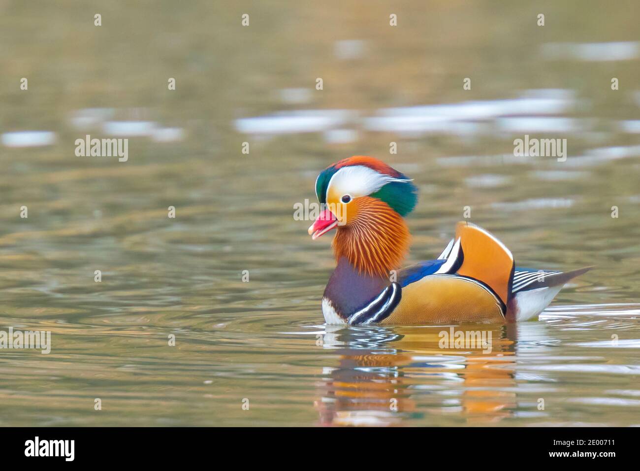 Gros plan d'un canard mandarin mâle Aix galericulata nageant avec réflexion dans l'eau Banque D'Images