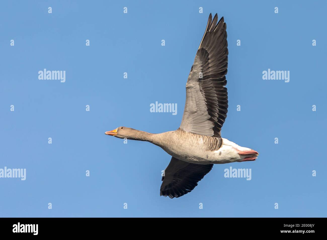 Gros plan de l'oie des graylag, Anser Anser, en vol contre un ciel bleu Banque D'Images
