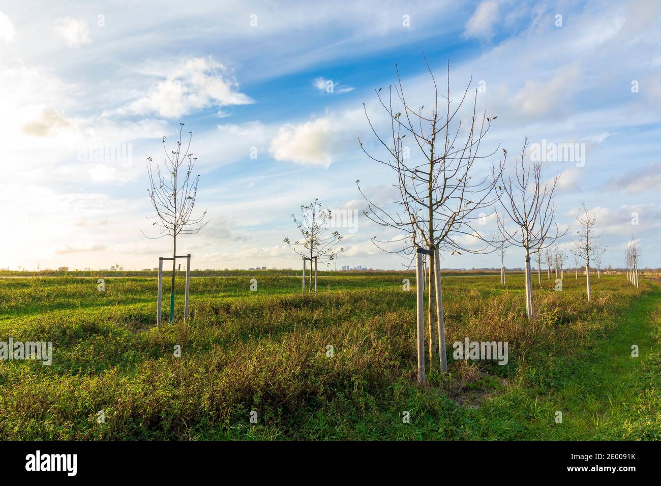 Plantation de jeunes arbres pour cultiver une nouvelle forêt dans un nouveau paysage naturel appelé de Nieuwe Driemanspuder, pays-Bas Banque D'Images
