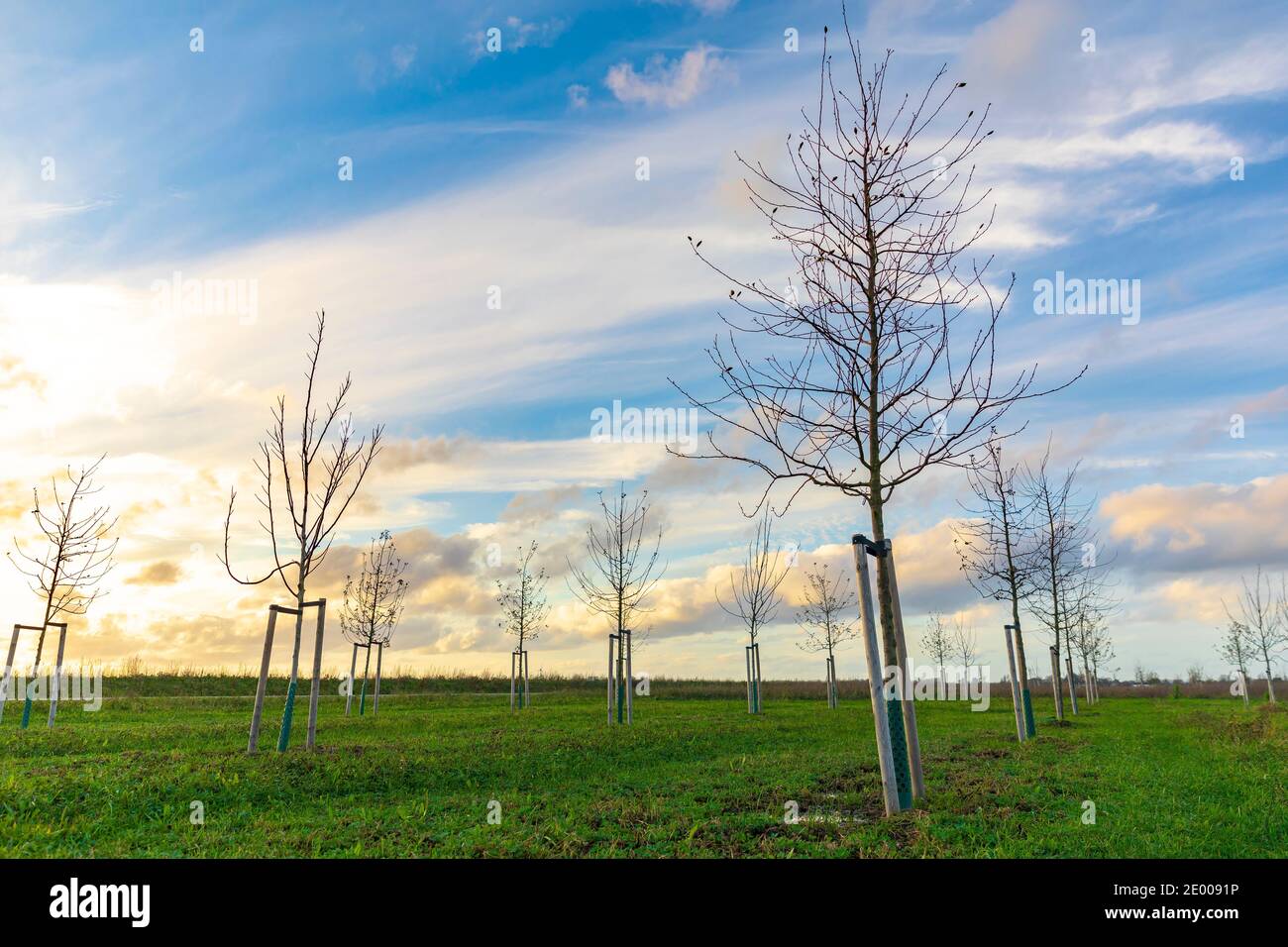 Plantation de jeunes arbres pour cultiver une nouvelle forêt dans un nouveau paysage naturel appelé de Nieuwe Driemanspuder, pays-Bas Banque D'Images
