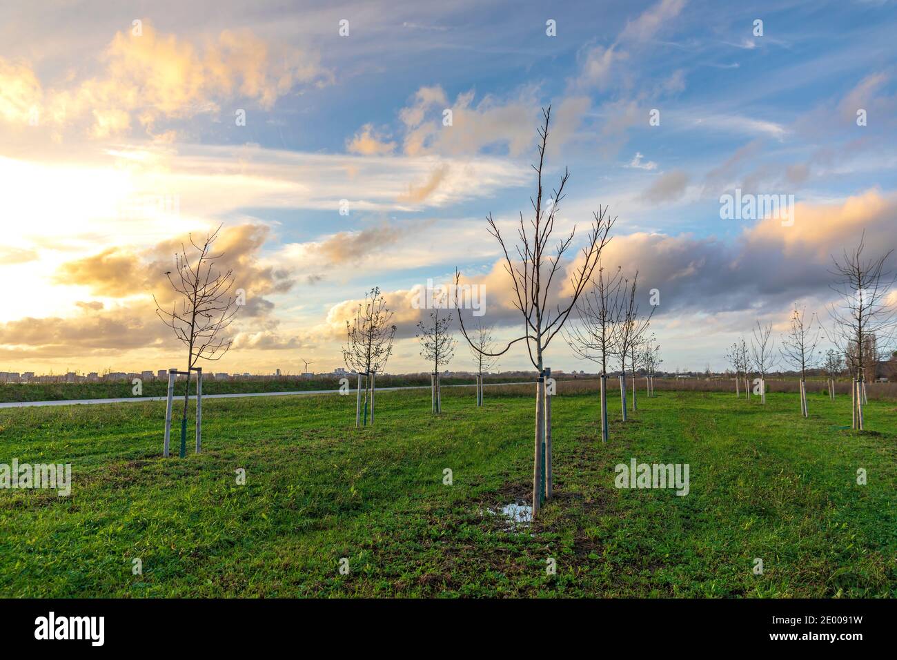 Plantation de jeunes arbres pour cultiver une nouvelle forêt dans un nouveau paysage naturel appelé de Nieuwe Driemanspuder, pays-Bas Banque D'Images