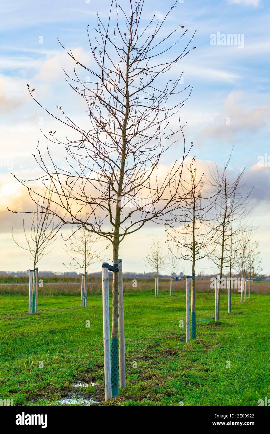 Plantation de jeunes arbres pour cultiver une nouvelle forêt dans un nouveau paysage naturel appelé de Nieuwe Driemanspuder, pays-Bas Banque D'Images