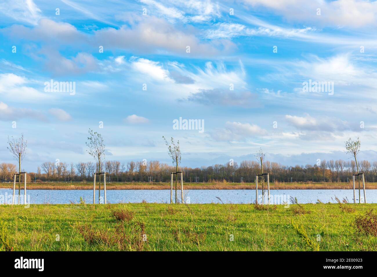 Plantation de jeunes arbres pour cultiver une nouvelle forêt dans un nouveau paysage naturel appelé de Nieuwe Driemanspuder, pays-Bas Banque D'Images