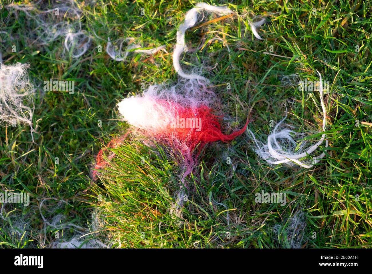 Colorant rouge sur des morceaux de laine blanche de mouton d'un mouton ravagé sur fond d'herbe verte dans le champ Carmarthenshire pays de Galles Royaume-Uni KATHY DEWITT Banque D'Images