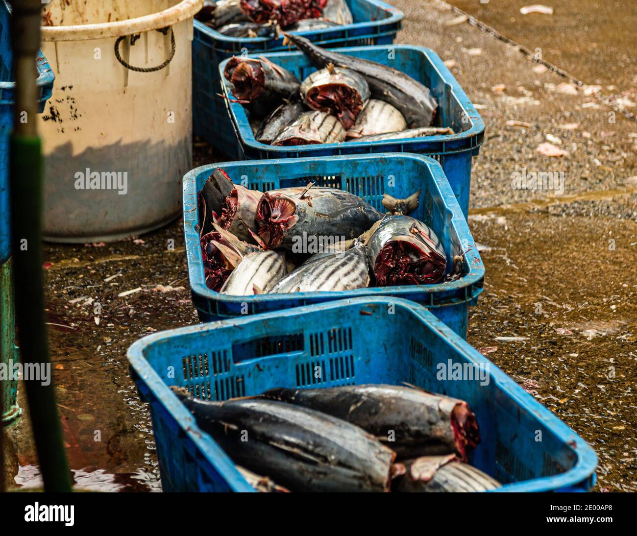 Yasuhisa Serizawa dans Nishiizu-Cho la fabrication Katsuobushi, Shizuoka, Japon Banque D'Images