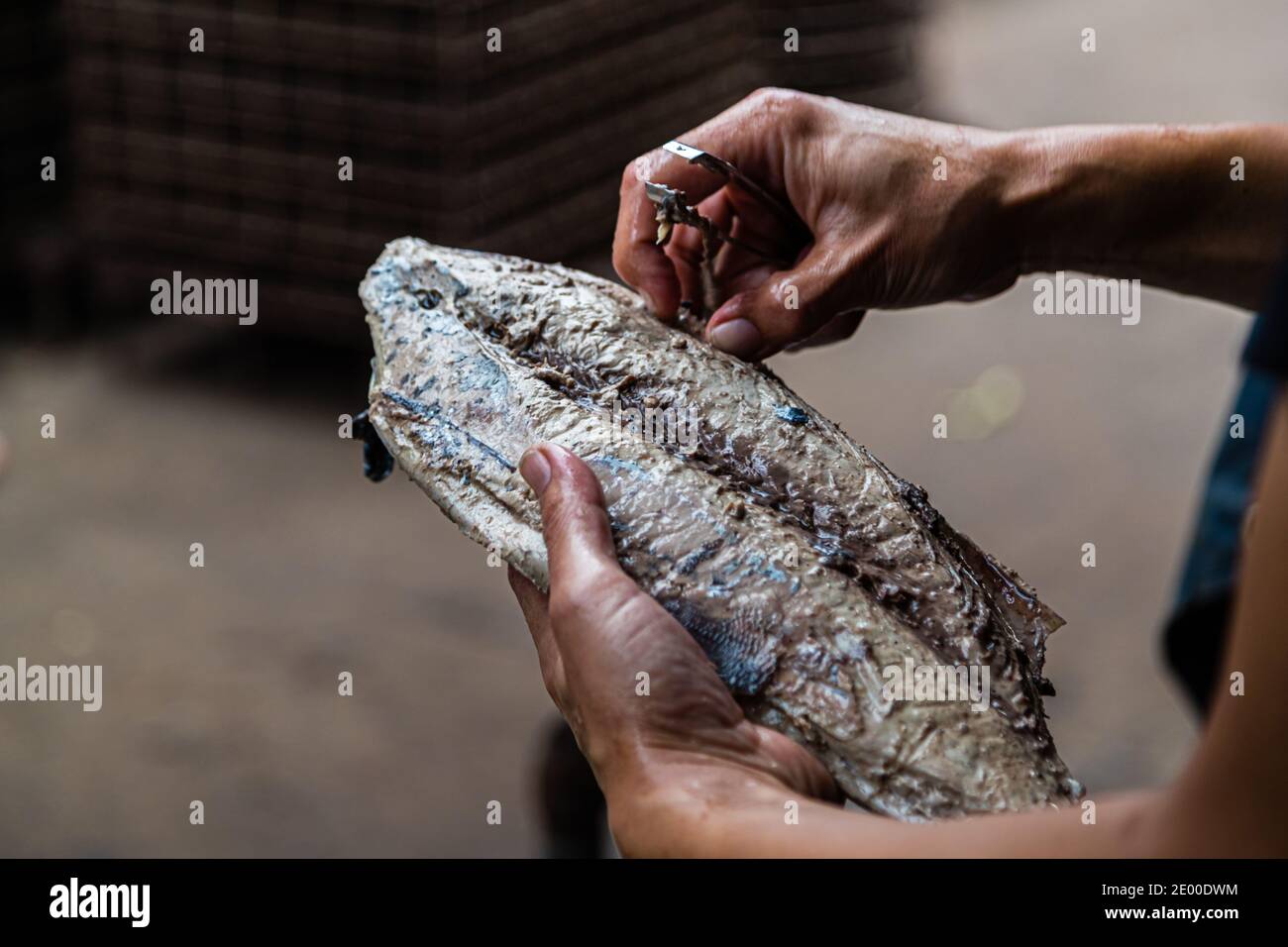 Yasuhisa Serizawa dans Nishiizu-Cho la fabrication Katsuobushi, Shizuoka, Japon Banque D'Images