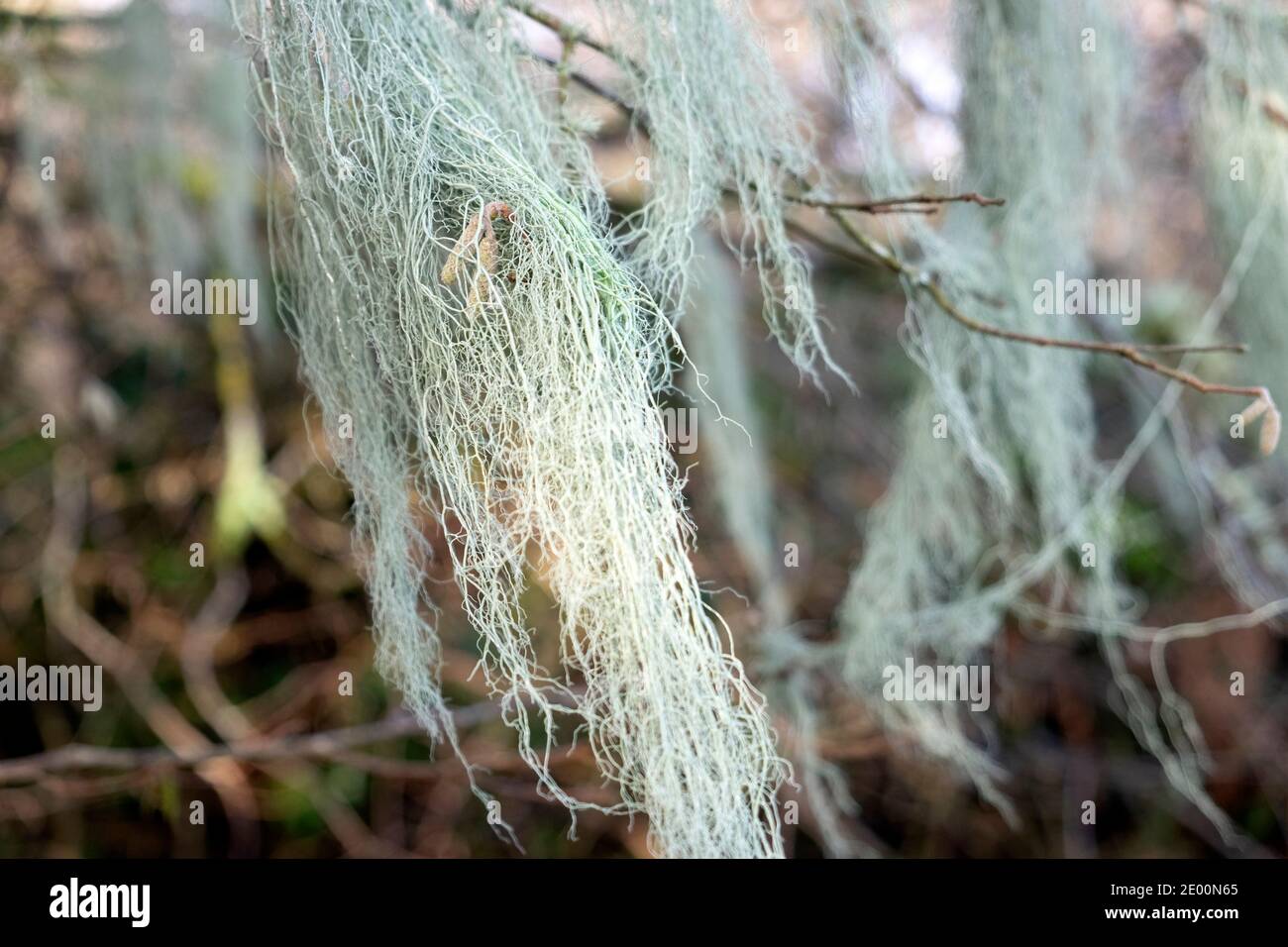 Usnea filipendula ou dasopoga (dasypoga) branche de lichen poussant dans la zone boggy des bois en hiver Carmarthenshire pays de Galles Royaume-Uni 2020KATHY DEWITT Banque D'Images