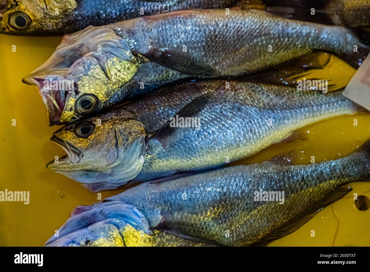 Vente aux enchères du poisson dans Yaidu, Japon Banque D'Images