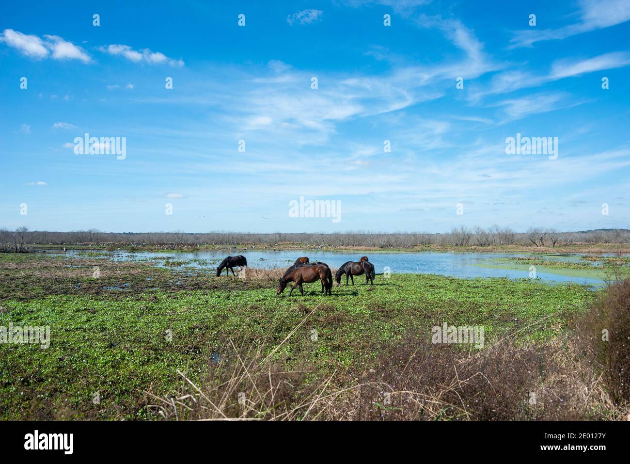 Wild Horses au parc national Paynes Prairie à Gainesville, Floride Banque D'Images