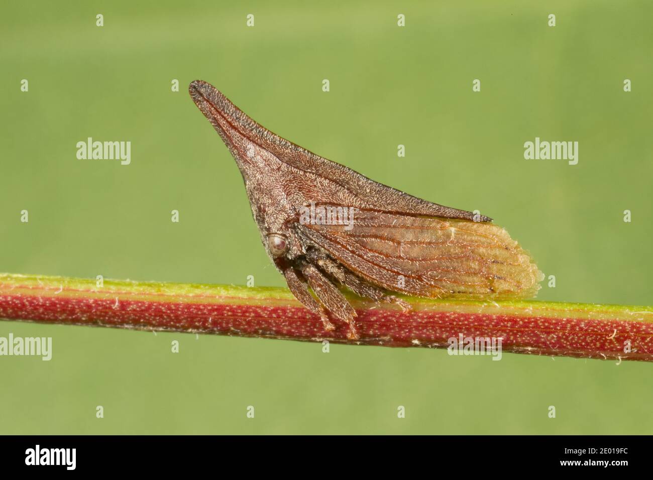 Treehopper, Enchenopa sericea, Membracidae. Longueur 6 mm. Trouvé sur San Pedro Tick Trefroil, Desmodium batocaulon, Fabaceae. Banque D'Images