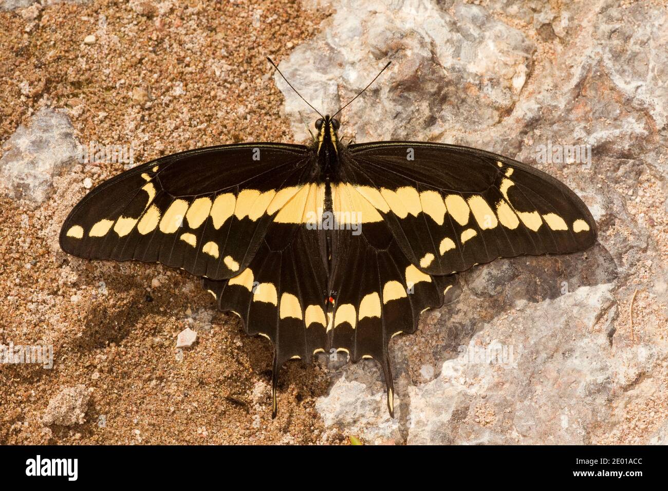 Papillon à queue de cygne géant occidental, Papilio rumiko, Papilionidae. Banque D'Images