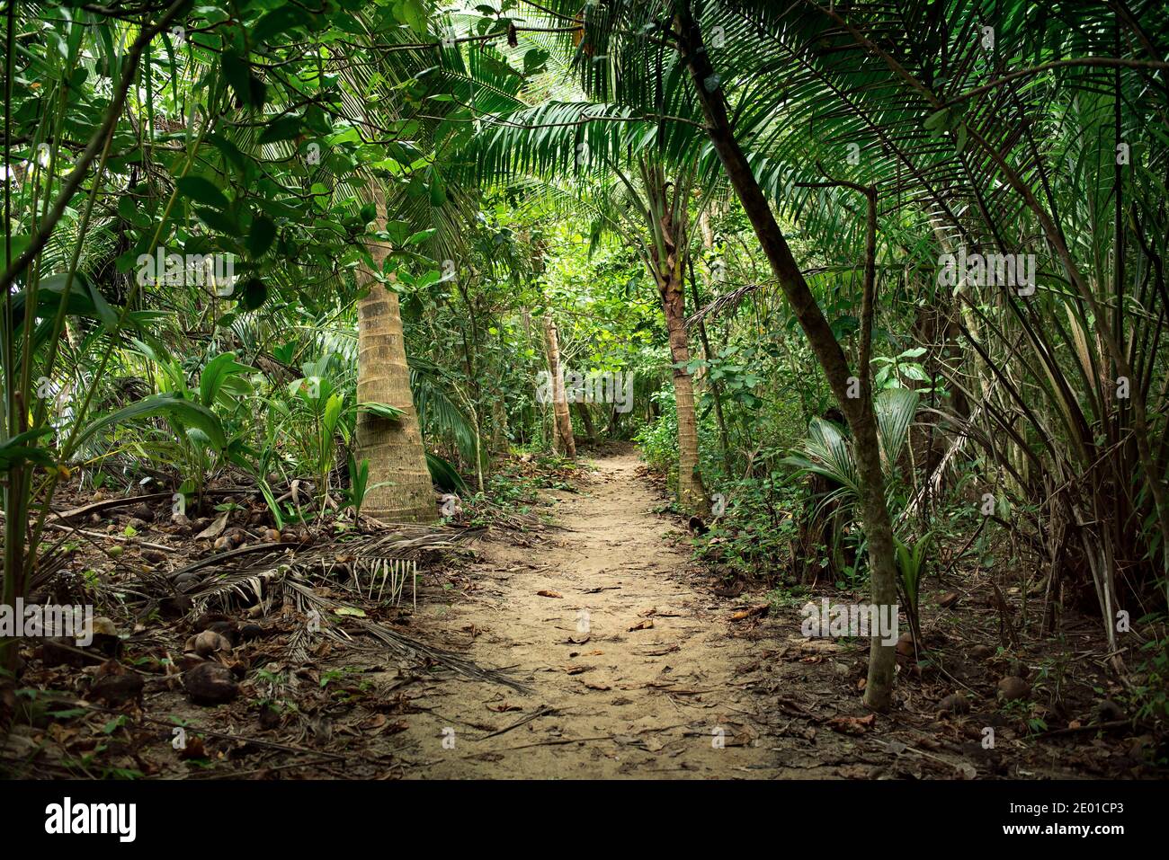 Sentier dans la forêt tropicale sur la côte du parc national de Cahuita, Limón, Costa Rica Banque D'Images Sentier dans la forêt tropicale sur la côte du parc national de Cahuita, Limón, Costa Rica Banque D'Images