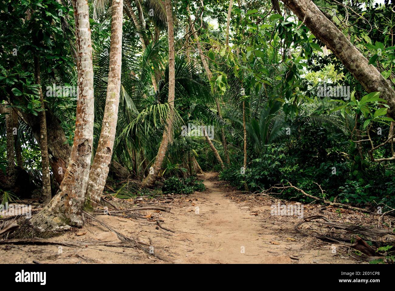 Sentier dans la forêt tropicale pittoresque sur la côte du parc national de Cahuita, Limón, Costa Rica Banque D'Images Sentier dans la forêt tropicale pittoresque sur la côte du parc national de Cahuita, Limón, Costa Rica Banque D'Images