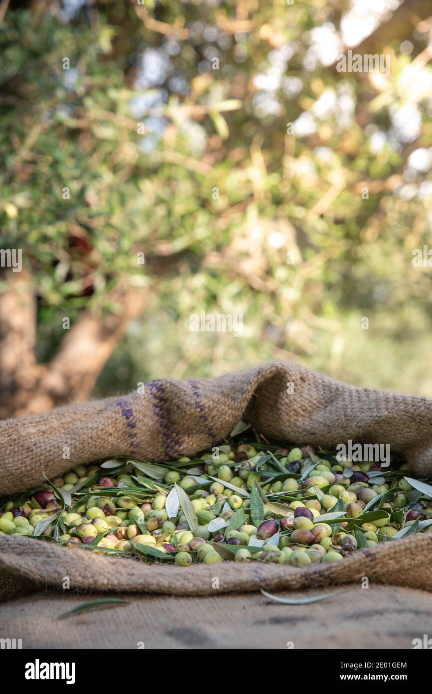 Olives fraîches récoltées dans des sacs dans un champ en Crète, Grèce pour la production d'huile d'olive Banque D'Images