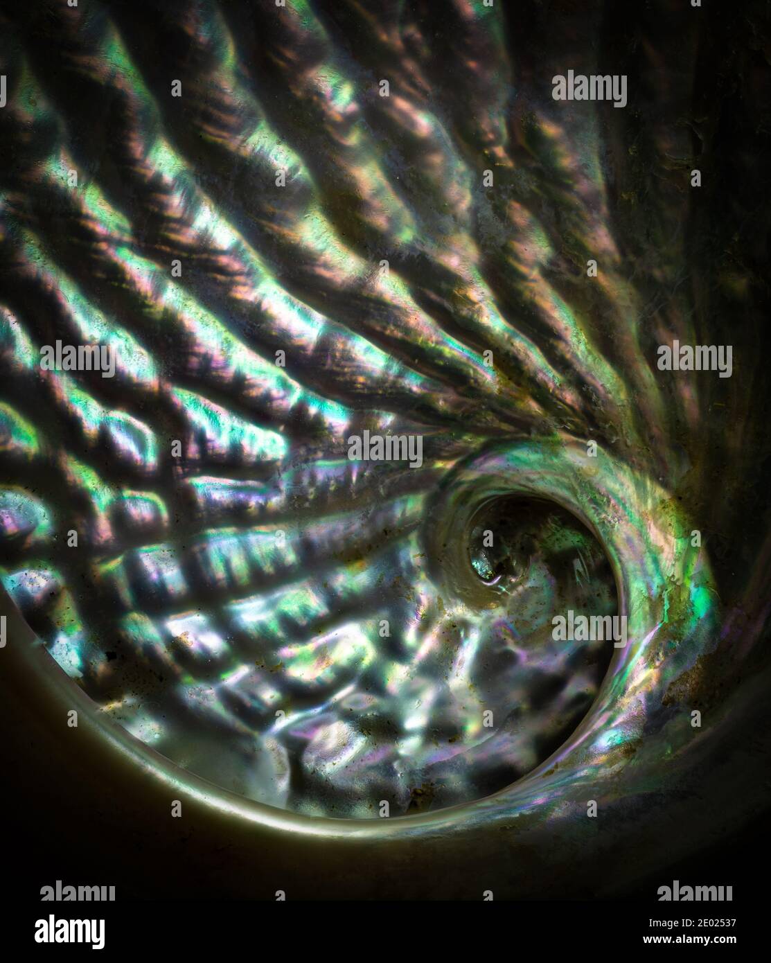 Vue macro de l'intérieur de la coquille de l'ormeau, montrant l'iridescence de la mère de la perle. Banque D'Images