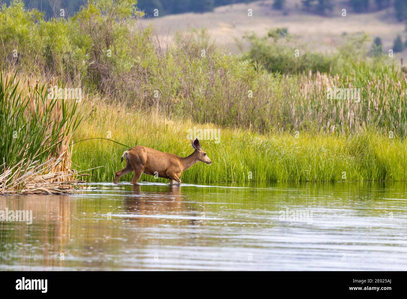 Troupeau de cerfs mulets dans Eleven Mile Canyon Banque D'Images