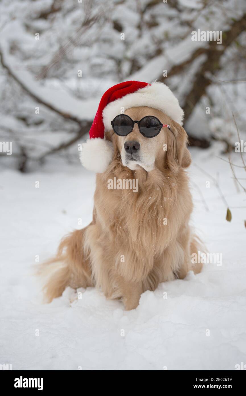 Débardeur Humoristique 'Chapeau De Noël Golden Retriever' - T-shirt Léger à Manches Courties - 2