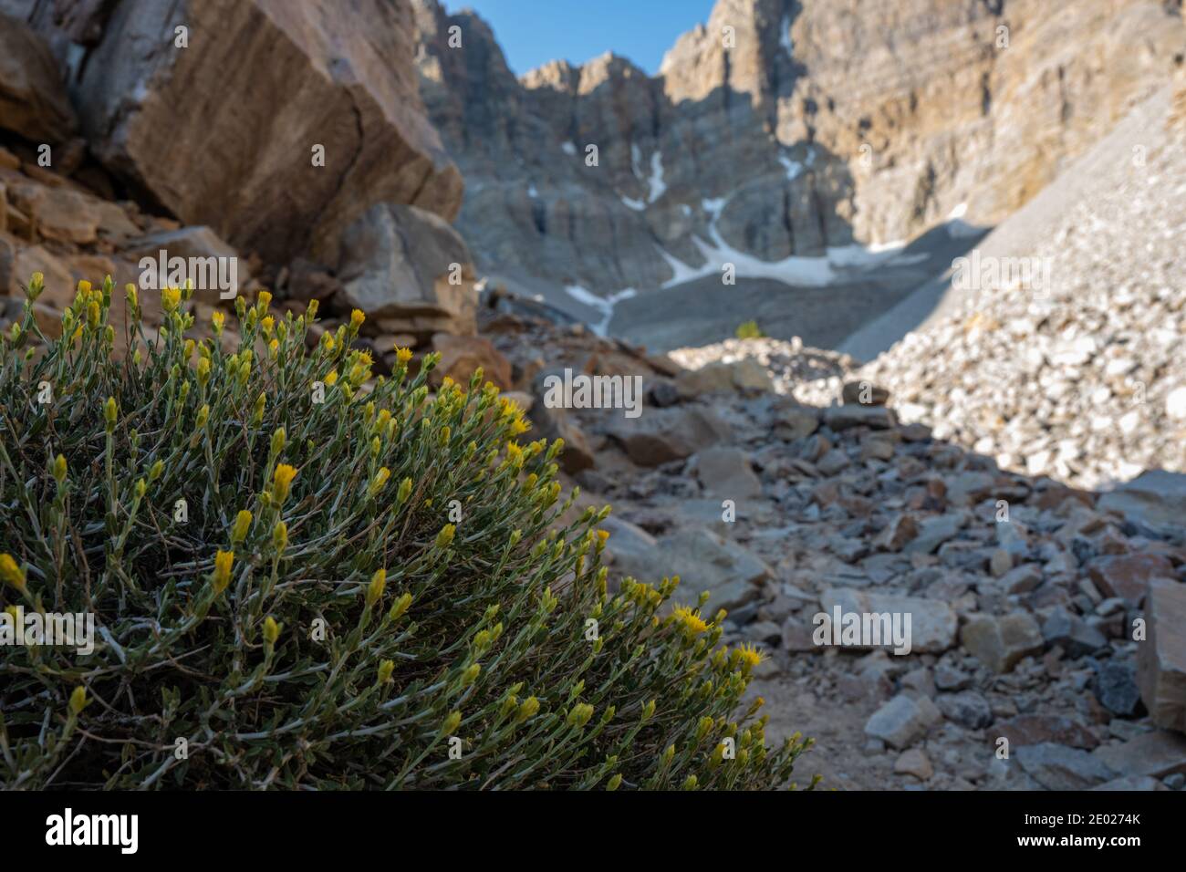 Des fleurs sauvages jaunes fleurissent sur l'arbuste le long du sentier menant au glacier Rock Dans le parc national de Great Basin Banque D'Images