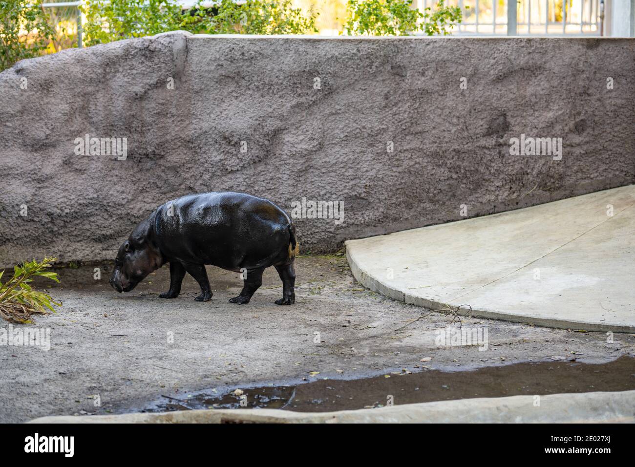 Bébé hippopotame dans une enceinte de zoo Banque D'Images