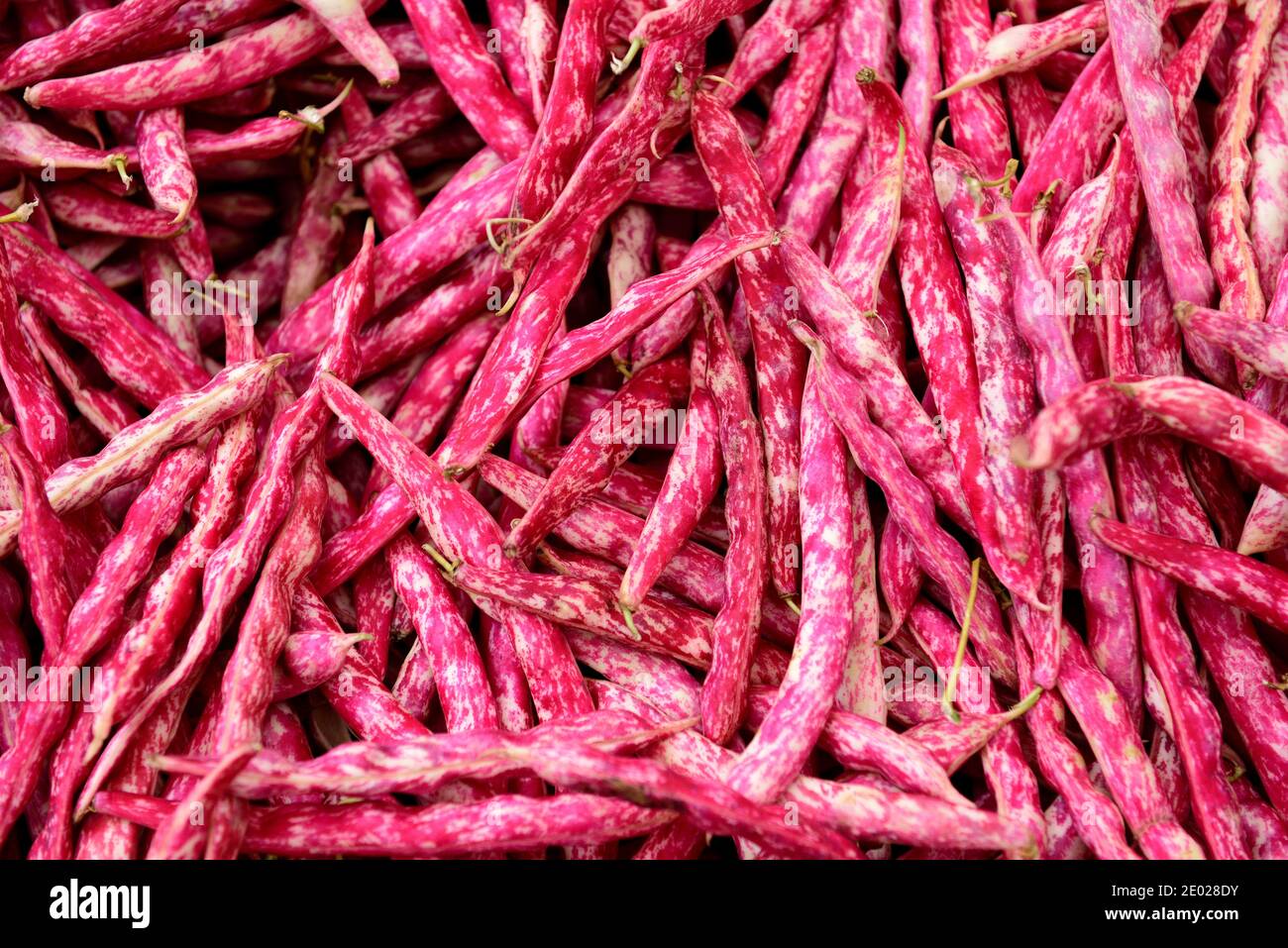 Haricots à cordes roses turques, gousses de haricots à cordes borlotti fraîchement récoltées dans un marché agricole, Istanbul, Turquie Banque D'Images