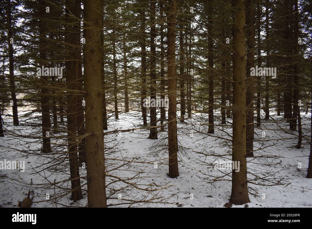 Un arrière-plan pittoresque de forêt de pins Banque D'Images