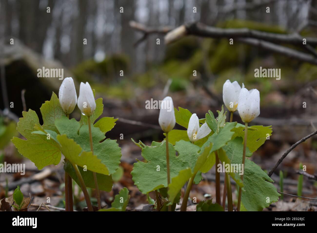 Fleurs de printemps en fleurs Banque D'Images
