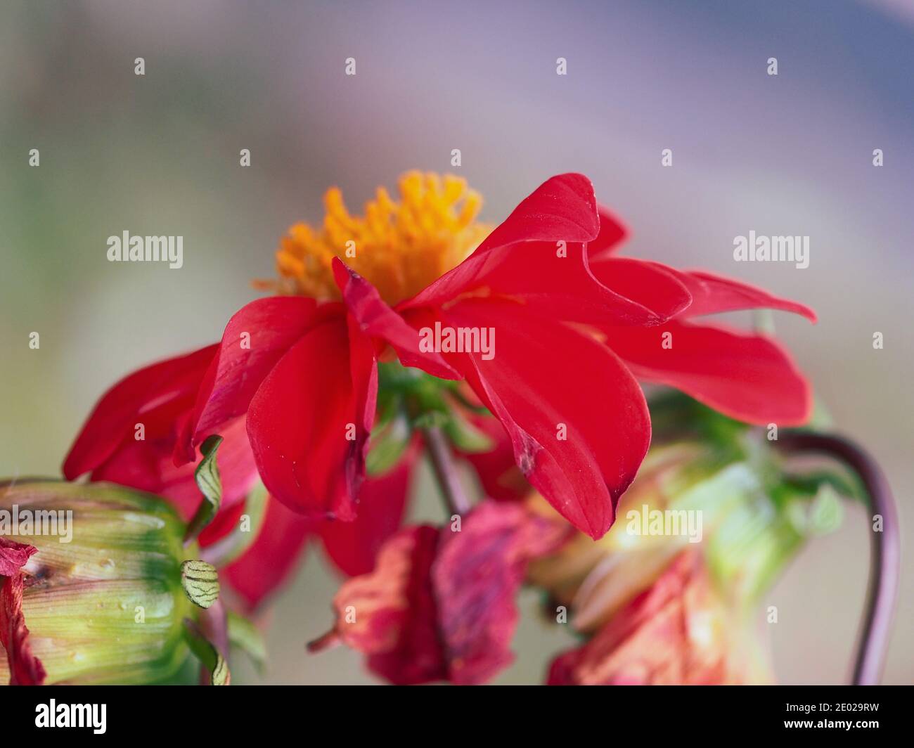 Couleurs vives d'une fleur de Dahlia rouge, bourgeons fanés, pétales courbés d'aspect artistique, sur un joli fond de jardin misy et dapplé coloré Banque D'Images