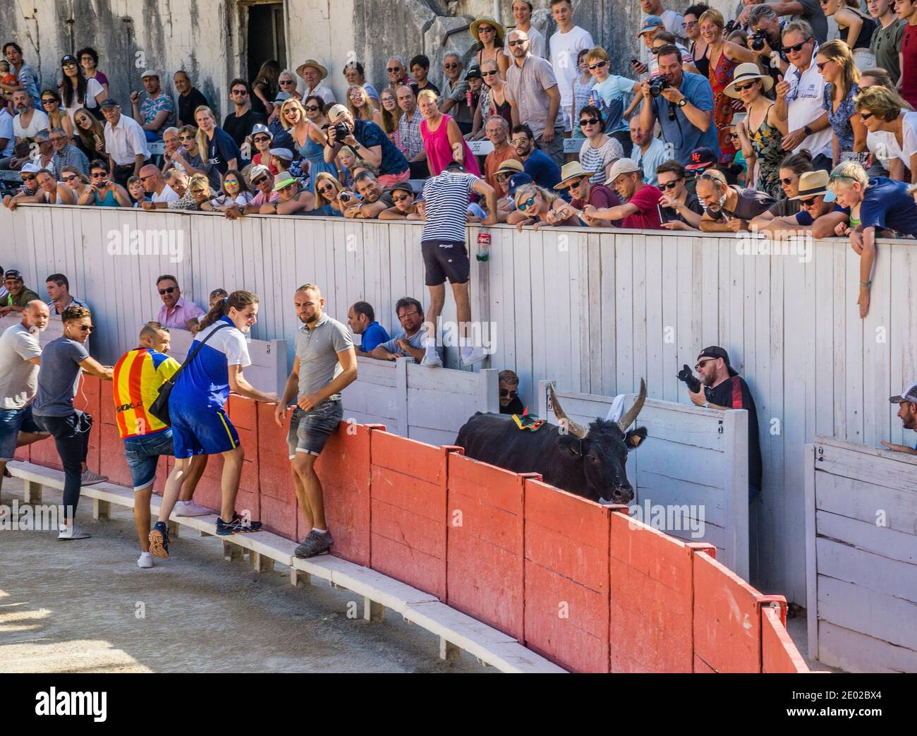Un taureau sauta les barricades et fait que les spectateurs se bousculent, lors d'une course de taureaux de Carmargue (course camarguaise) à l'amphithéâtre romain Arènes d'Arles Banque D'Images