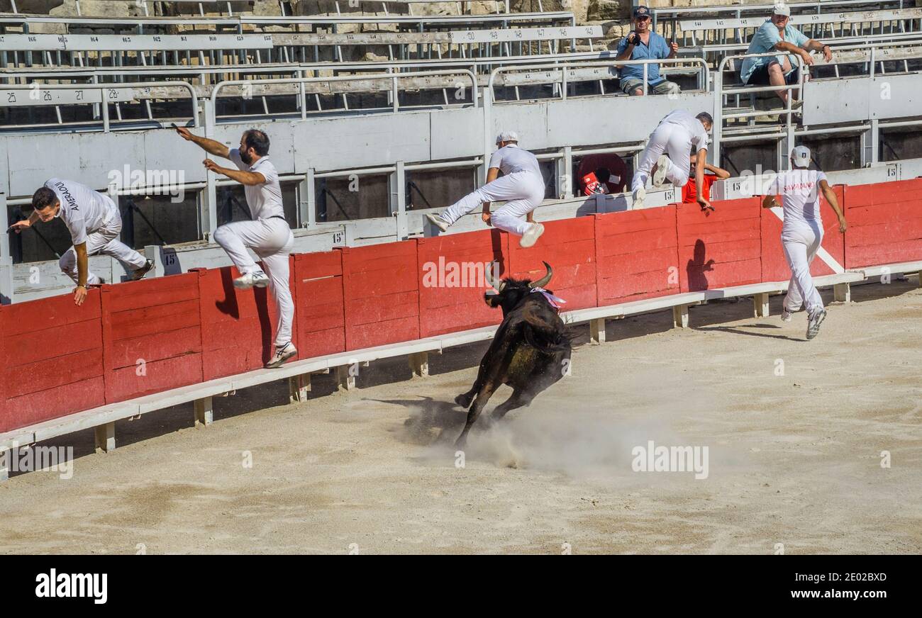 un taureau en colère dans le chaud persuit de razeteur daredevils essayer pour arracher des glands de cocade de la corne de la bête Lors d'une course de taureau de Carmargue (parcours env Banque D'Images