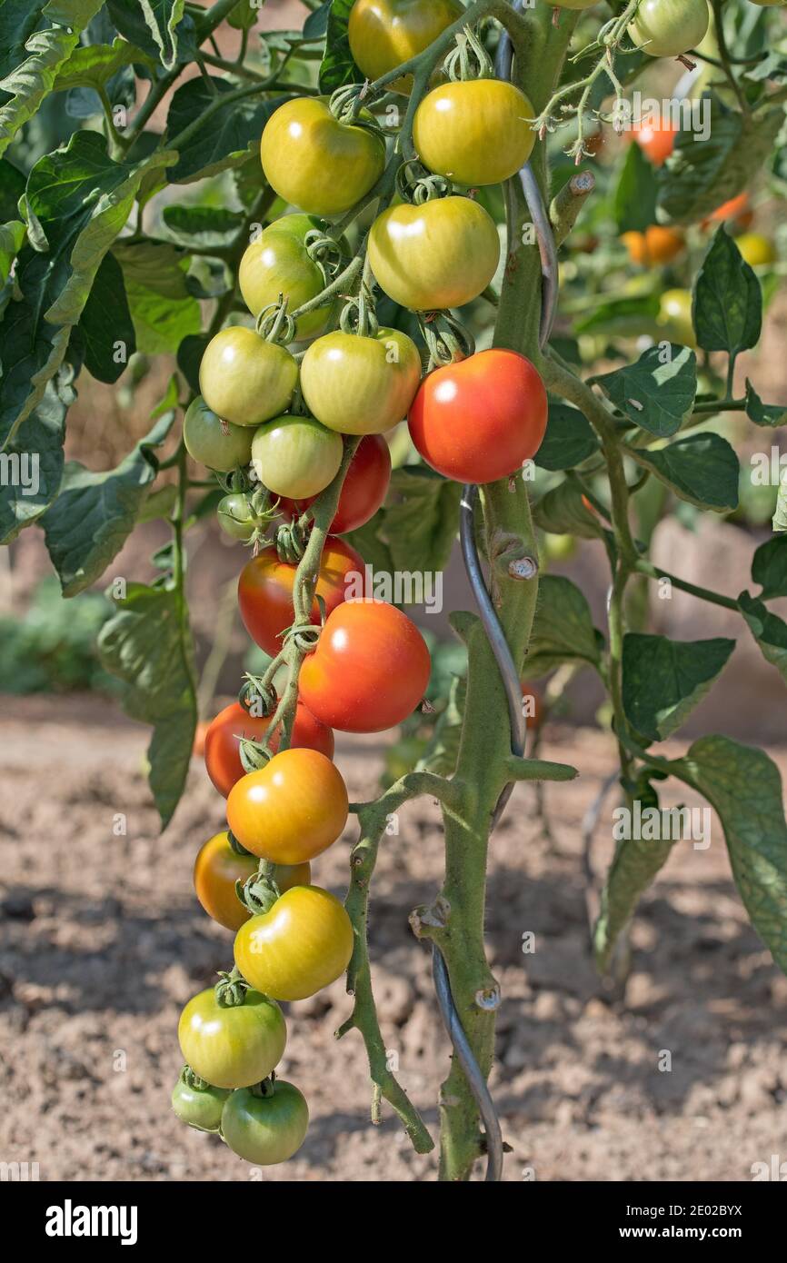 Tomates non mûres sur la brousse dans le jardin Banque D'Images