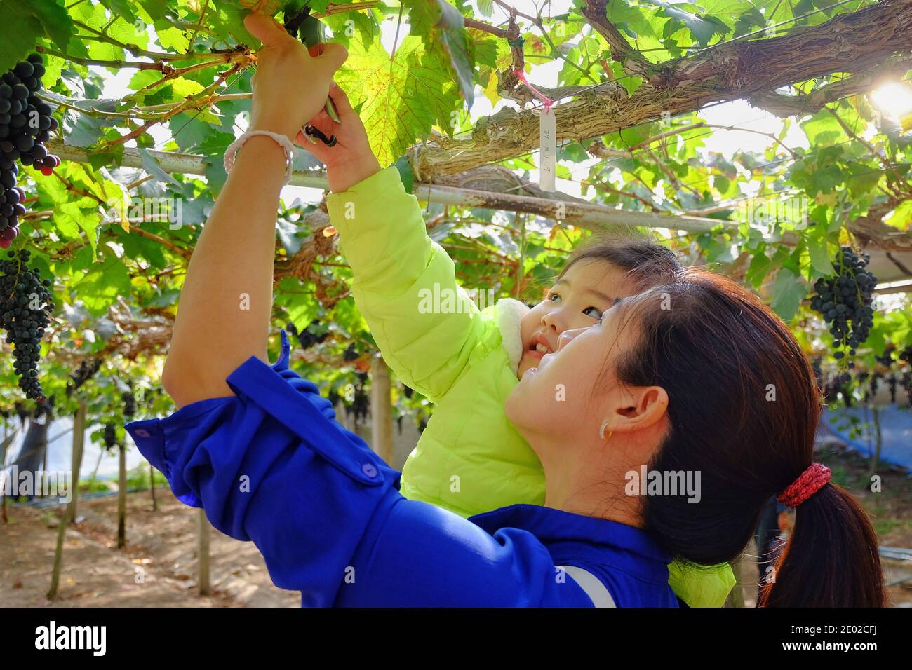Une jolie fille asiatique et sa mère cueillant des raisins rouges doux frais mûrs à partir de vignes en utilisant des ciseaux, se sentant heureux et excité, sourire, activité amusante. Banque D'Images