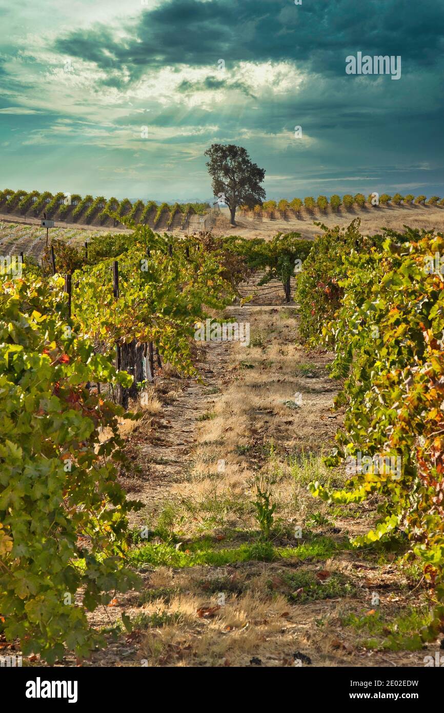 Vignobles à Paso Robles en Californie Banque D'Images