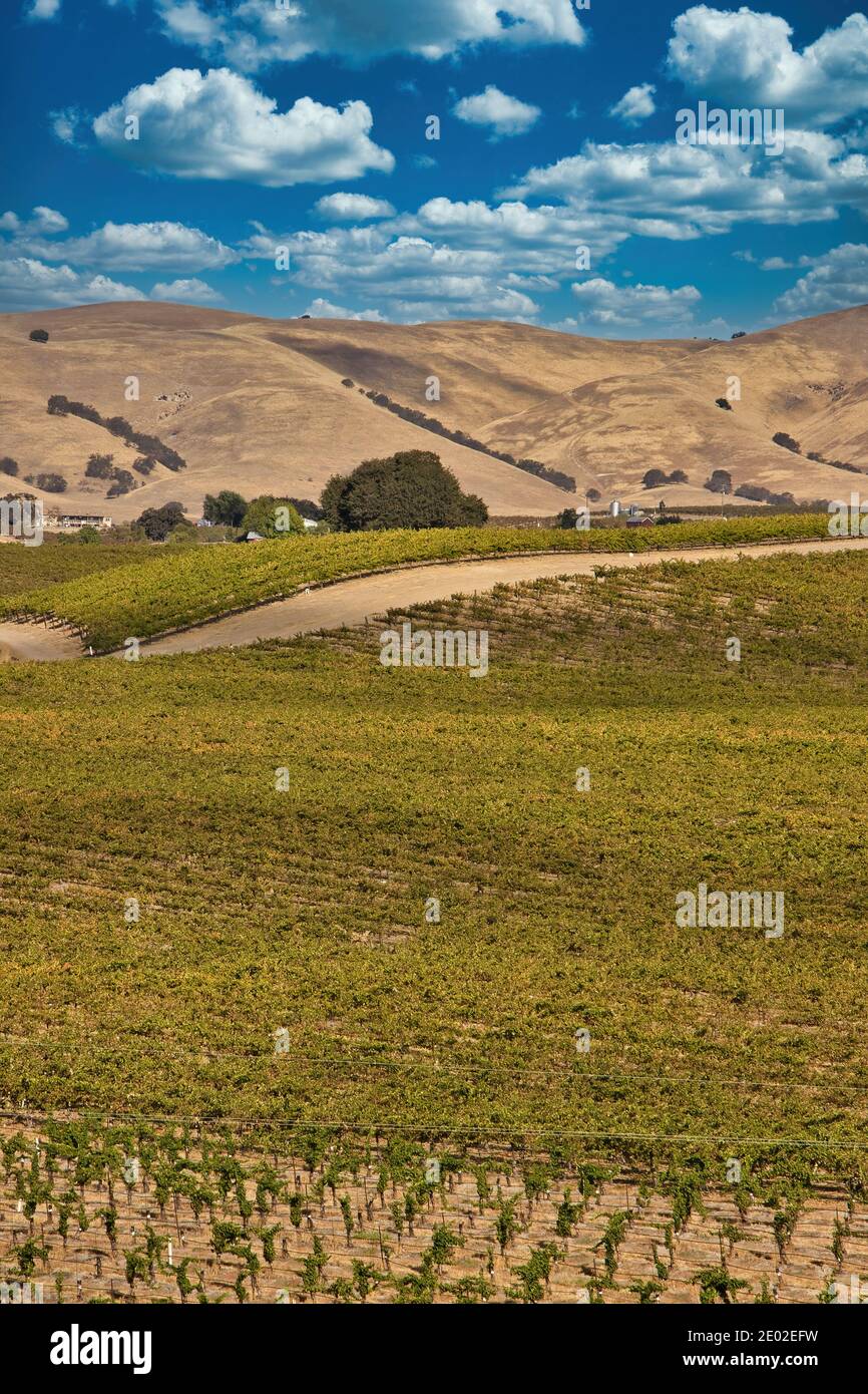 Vignobles à Paso Robles en Californie Banque D'Images