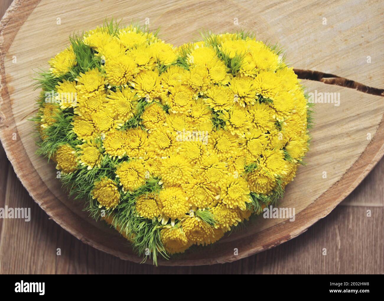 Coeur de fleur jaune sur tranche de bois. puma jaune chrysanthème. Vue de dessus Banque D'Images